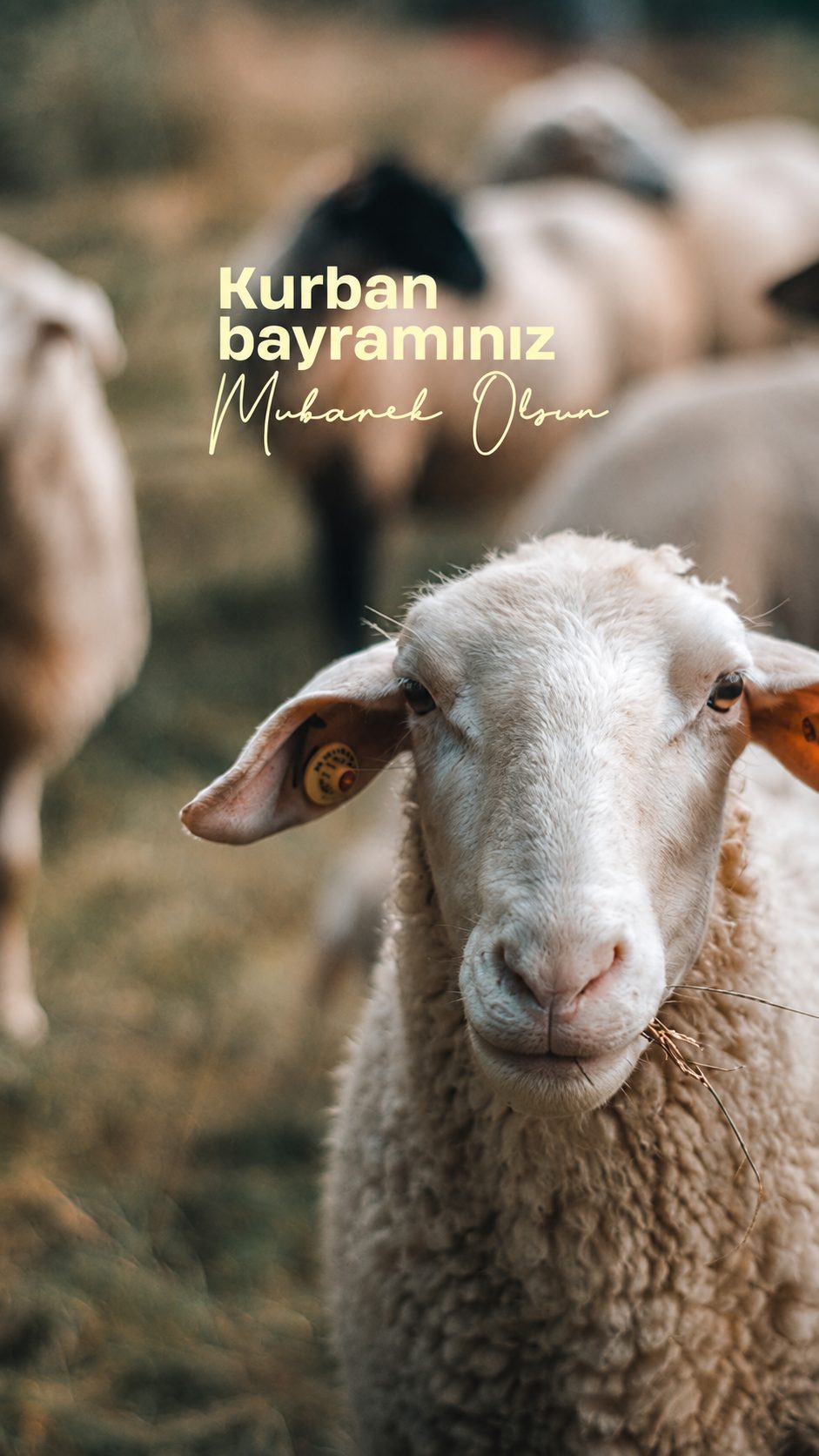 Remxi sosyal medya tasarımı